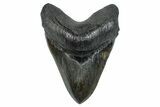 Serrated, Fossil Megalodon Tooth - Collector Quality River Meg #277344-1